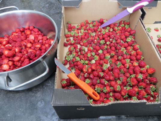 Little wild strawbs ready for jamming!